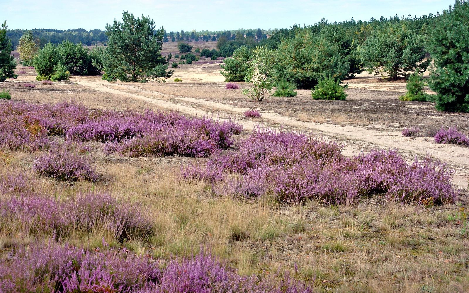 Heide
